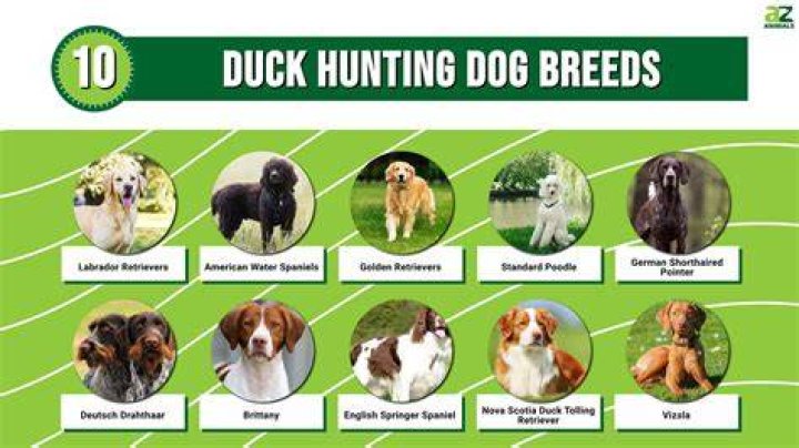 The 10 What Is Duck Commander Net Worth 2022 Full Guide FIDLAR