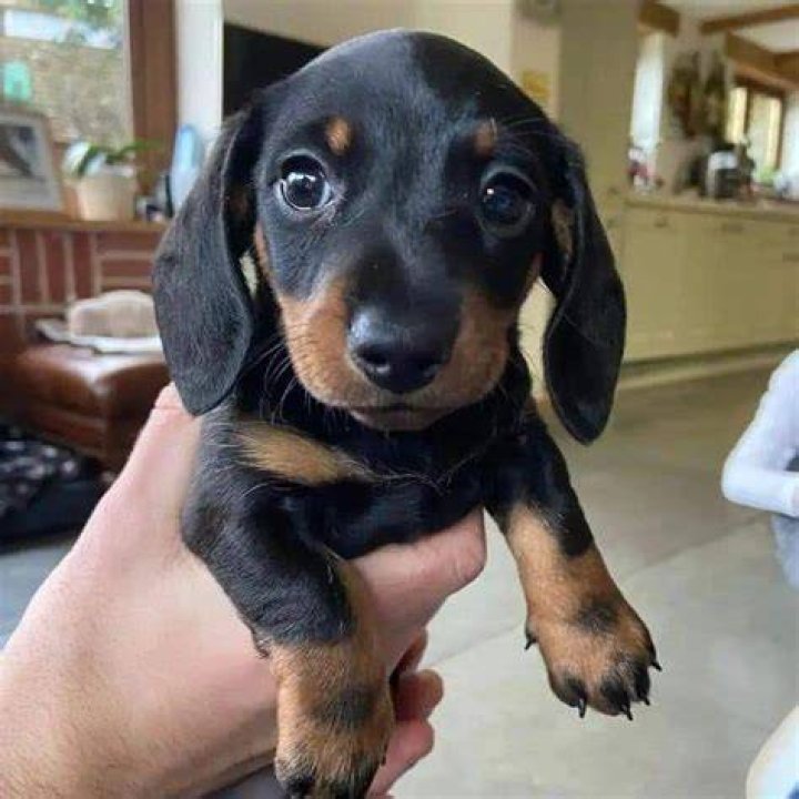 Unveiling The World Of Mini Sausage Dog Puppies: Discoveries And Insights